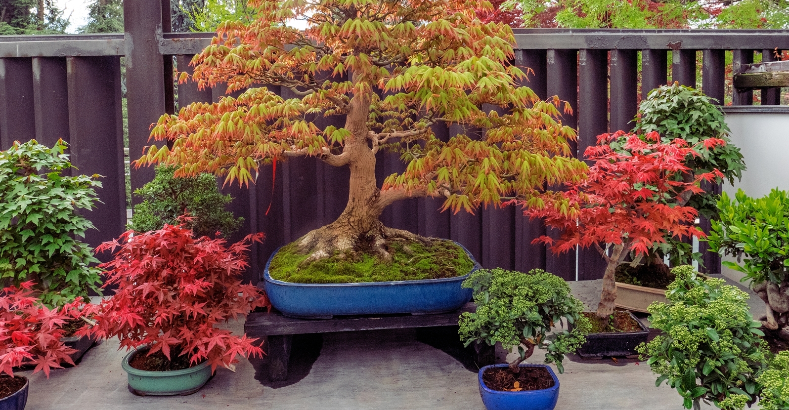 بونسای چیست؟تاریخچه بونسای وانواع آن What is bonsai? History of bonsai and its types مجموعه تولیدی سیدوس ,تولید کننده گلدان پلاستیکی سیدوس ,بیش از 120نوع, اعم از گلدان استوانه ای پلاستیکی سیدوس,گلدان الماسی پلاستیکی سیدوس,گلدان مربعی پلاستیکی,گلدان مثلثی پلاستیکی,گلدان گرد پلاستیکی ,باکس مستطیلی,در اندازه های کاکتوسی تا درختچه ای