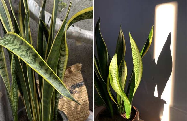 سانسوریا و8علت لوله شدن برگ آنSansevieria and 8 reasons why its leaves curl مجموعه تولیدی سیدوس ,تولید کننده گلدان پلاستیکی سیدوس ,بیش از 120نوع, اعم از گلدان استوانه ای پلاستیکی سیدوس,گلدان الماسی پلاستیکی سیدوس,گلدان مربعی پلاستیکی,گلدان مثلثی پلاستیکی,گلدان گرد پلاستیکی ,باکس مستطیلی,در اندازه های کاکتوسی تا درختچه ای