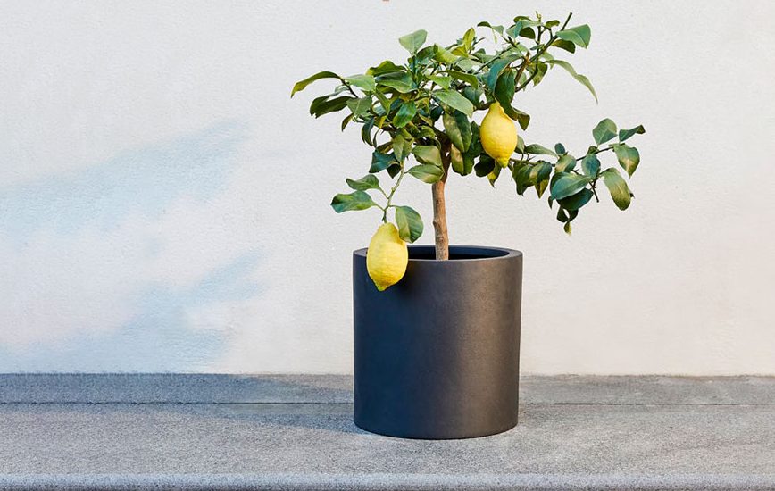  درخت لیمو ترش در گلدان پلاستیکی سیدوسLemon tree in a plastic pot Sidoos مجموعه تولیدی سیدوس ,تولید کننده گلدان پلاستیکی سیدوس ,بیش از 120نوع, اعم از گلدان استوانه ای پلاستیکی سیدوس,گلدان الماسی پلاستیکی سیدوس,گلدان مربعی پلاستیکی,گلدان مثلثی پلاستیکی,گلدان گرد پلاستیکی ,باکس مستطیلی,در اندازه های کاکتوسی تا درختچه ای