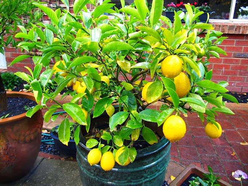 پرورش درختچه لیمو ترش در گلدانGrowing a lemon tree in a pot مجموعه تولیدی سیدوس ,تولید کننده گلدان پلاستیکی سیدوس ,بیش از 120نوع, اعم از گلدان استوانه ای پلاستیکی سیدوس,گلدان الماسی پلاستیکی سیدوس,گلدان مربعی پلاستیکی,گلدان مثلثی پلاستیکی,گلدان گرد پلاستیکی ,باکس مستطیلی,در اندازه های کاکتوسی تا درختچه ای