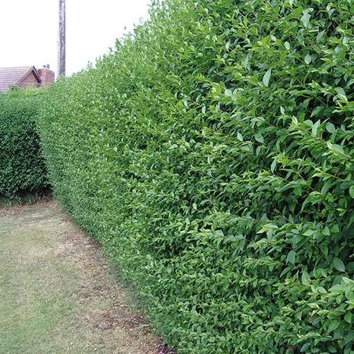 گیاهان بلند قامت مناسب حفظ حریم خصوصی Tall plants for privacy
مجموعه تولیدی سیدوس ,تولید کننده گلدان پلاستیکی سیدوس ,بیش از 120نوع, اعم از گلدان استوانه ای پلاستیکی سیدوس,گلدان الماسی پلاستیکی سیدوس,گلدان مربعی پلاستیکی,گلدان مثلثی پلاستیکی,گلدان گرد پلاستیکی ,باکس مستطیلی,در اندازه های کاکتوسی تا درختچه ای.برگ نو