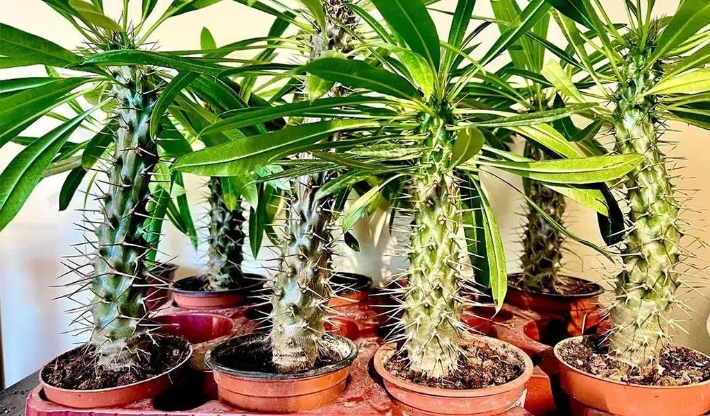 نخل ماداگاسکار وعلل پاجوش نزدن آنMadagascar Palm and Reasons for Not Growing It
مجموعه تولیدی سیدوس ,تولید کننده گلدان پلاستیکی سیدوس ,بیش از 120نوع, اعم از گلدان استوانه ای پلاستیکی سیدوس,گلدان الماسی پلاستیکی سیدوس,گلدان مربعی پلاستیکی,گلدان مثلثی پلاستیکی,گلدان گرد پلاستیکی ,باکس مستطیلی,در اندازه های کاکتوسی تا درختچه ای