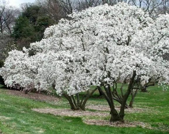 ماگنولیای ژاپنینام علمی: Magnolia kobus مورد پسند مجموعه تولیدی گلدان پلاستیکی سیدوس میباشد.