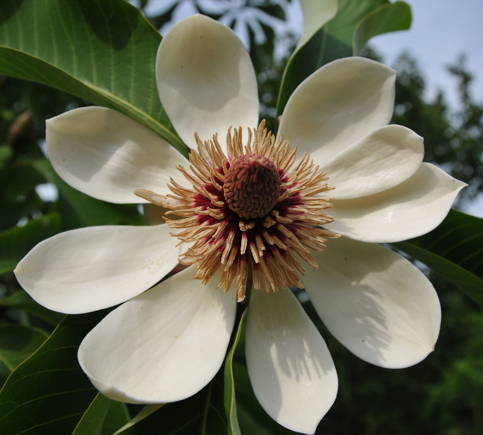 رده‌‌بندی بالاتر: ماگنولیانام علمی: Magnolia obovata درخت خیار ژاپنی گلدان پلاستیکی سیدوس