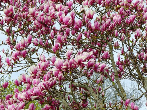 گل ماگنولیا (Magnolia) گلدان پلاستیکی سیدوسَ