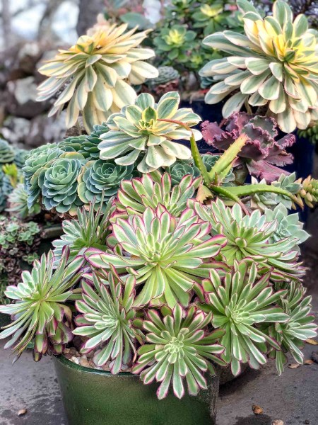 گیاه آئونیوم وراهنمای کامل نگهداری از آن Aeonium plant and a complete guide to its care گلدان پلاستیکی Plastic pot, plastic vase مجموعه تولیدی سیدوس ,تولید کننده گلدان پلاستیکی سیدوس ,بیش از 120نوع, اعم از گلدان استوانه ای پلاستیکی سیدوس,گلدان الماسی پلاستیکی سیدوس,گلدان مربعی پلاستیکی,گلدان مثلثی پلاستیکی,گلدان گرد پلاستیکی ,باکس مستطیلی,در اندازه های کاکتوسی تا درختچه ای