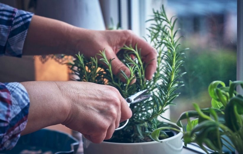 گیاهان دارویی قابل پرورش در خانهMedicinal plants that 
can be grown at home
مجموعه تولیدی سیدوس ,تولید کننده گلدان پلاستیکی سیدوس ,بیش از 120نوع, اعم از گلدان استوانه ای پلاستیکی سیدوس,گلدان الماسی پلاستیکی سیدوس,گلدان مربعی پلاستیکی,گلدان مثلثی پلاستیکی,گلدان گرد پلاستیکی ,باکس مستطیلی,در اندازه های کاکتوسی تا درختچه ای