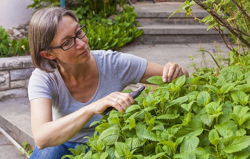 گیاهان دارویی قابل پرورش در خانهMedicinal plants that 
can be grown at home
مجموعه تولیدی سیدوس ,تولید کننده گلدان پلاستیکی سیدوس ,بیش از 120نوع, اعم از گلدان استوانه ای پلاستیکی سیدوس,گلدان الماسی پلاستیکی سیدوس,گلدان مربعی پلاستیکی,گلدان مثلثی پلاستیکی,گلدان گرد پلاستیکی ,باکس مستطیلی,در اندازه های کاکتوسی تا درختچه ای