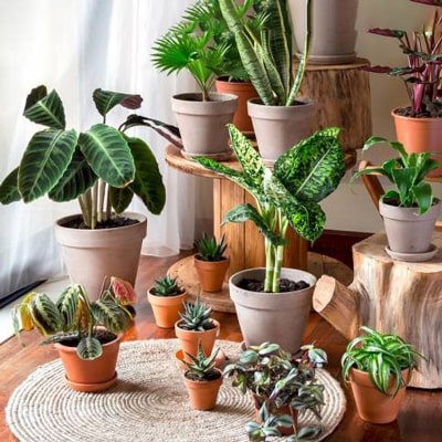 گیاهانی که باید در زمستان به داخل منزل منتقل گرددPlants that should be brought indoors in winter
مجموعه تولیدی سیدوس ,تولید کننده گلدان پلاستیکی سیدوس ,بیش از 120نوع, اعم از گلدان استوانه ای پلاستیکی سیدوس,گلدان الماسی پلاستیکی سیدوس,گلدان مربعی پلاستیکی,گلدان مثلثی پلاستیکی,گلدان گرد پلاستیکی ,باکس مستطیلی,در اندازه های کاکتوسی تا درختچه ای
