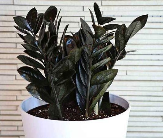 زاموفیلیا بلک (Zamioculcas zamiifolia 'Raven' مجموعه تولیدی سیدوس , تولید کننده انواع گلدان پلاستیکی سیدوس