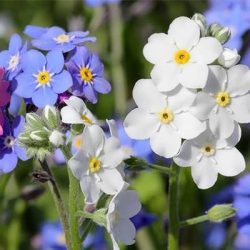 فراموشم مکن (نام علمی: Myosotis) مجموعه تولیدی سیدوس , تولید کننده گلدان پلاستیکی سیدوس