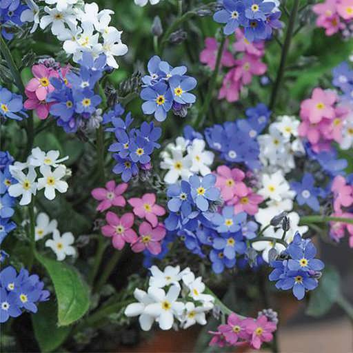 فراموشم مکن (نام علمی: Myosotis) مجموعه تولیدی سیدوس , تولید کننده گلدان پلاستیکی سیدوس