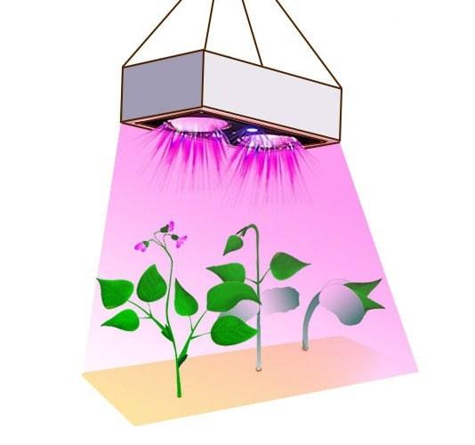 نور مصنوعی برای گیاه آپارتمانیArtificial light for houseplants
مجموعه تولیدی سیدوس ,تولید کننده گلدان پلاستیکی سیدوس ,بیش از 120نوع, اعم از گلدان استوانه ای پلاستیکی سیدوس,گلدان الماسی پلاستیکی سیدوس,گلدان مربعی پلاستیکی,گلدان مثلثی پلاستیکی,گلدان گرد پلاستیکی ,باکس مستطیلی,در اندازه های کاکتوسی تا درختچه ای