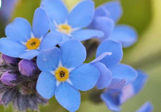 فراموشم مکن (نام علمی: Myosotis)مجموعه تولیدی سیدوس , تولید کننده گلدان پلاستیکی سیدوس