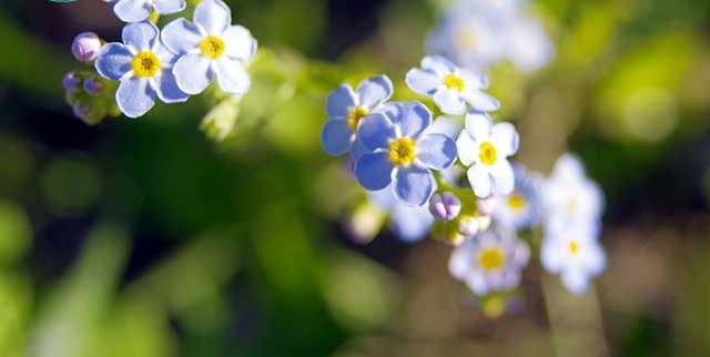 فراموشم مکن (نام علمی: Myosotis)مجموعه تولیدی سیدوس , تولید کننده گلدان پلاستیکی سیدوس