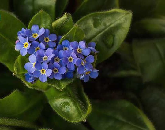 فراموشم مکن (نام علمی: Myosotis)مجموعه تولیدی سیدوس , تولید کننده گلدان پلاستیکی سیدوس