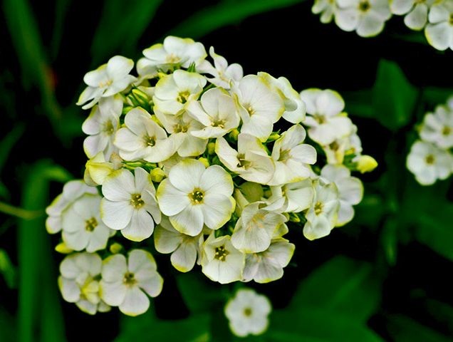 گل فلوکس Phlox Paniculata خانواده Polemoniaceae مجموعه تتولیدی سیدوس تولید کننده گلدان پلاستیکی سیدوس