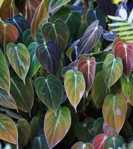 فیلودندرون ها وراز سرسبزی آنها در گلدان های سیدوس (5بخش)