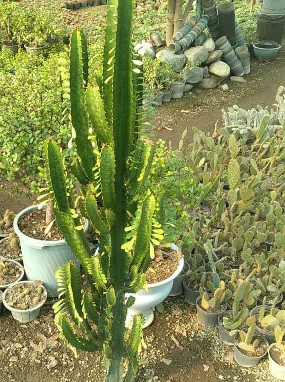 کاکتوس برگ دار Cactus with leaves (19 types) مجموعه تولیدی سیدوس تولید کننده گلدان پلاستیکی سیدوس