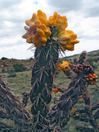 کاکتوس های میوه دارFruit-bearing cacti مجموعه تولیدی سیدوس ,تولید کننده گلدان پلاستیکی سیدوس ,بیش از 120نوع, اعم از گلدان استوانه ای پلاستیکی سیدوس,گلدان الماسی پلاستیکی سیدوس,گلدان مربعی پلاستیکی,گلدان مثلثی پلاستیکی,گلدان گرد پلاستیکی ,باکس مستطیلی,در اندازه های کاکتوسی تا درختچه ای