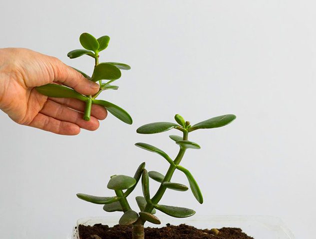 گل کراسولانام علمی Crassula arborescens خانواده Crassulaceae مجموعه تولیدی سیدوس ,تولید کننده گلدان پلاستیکی سیدوس