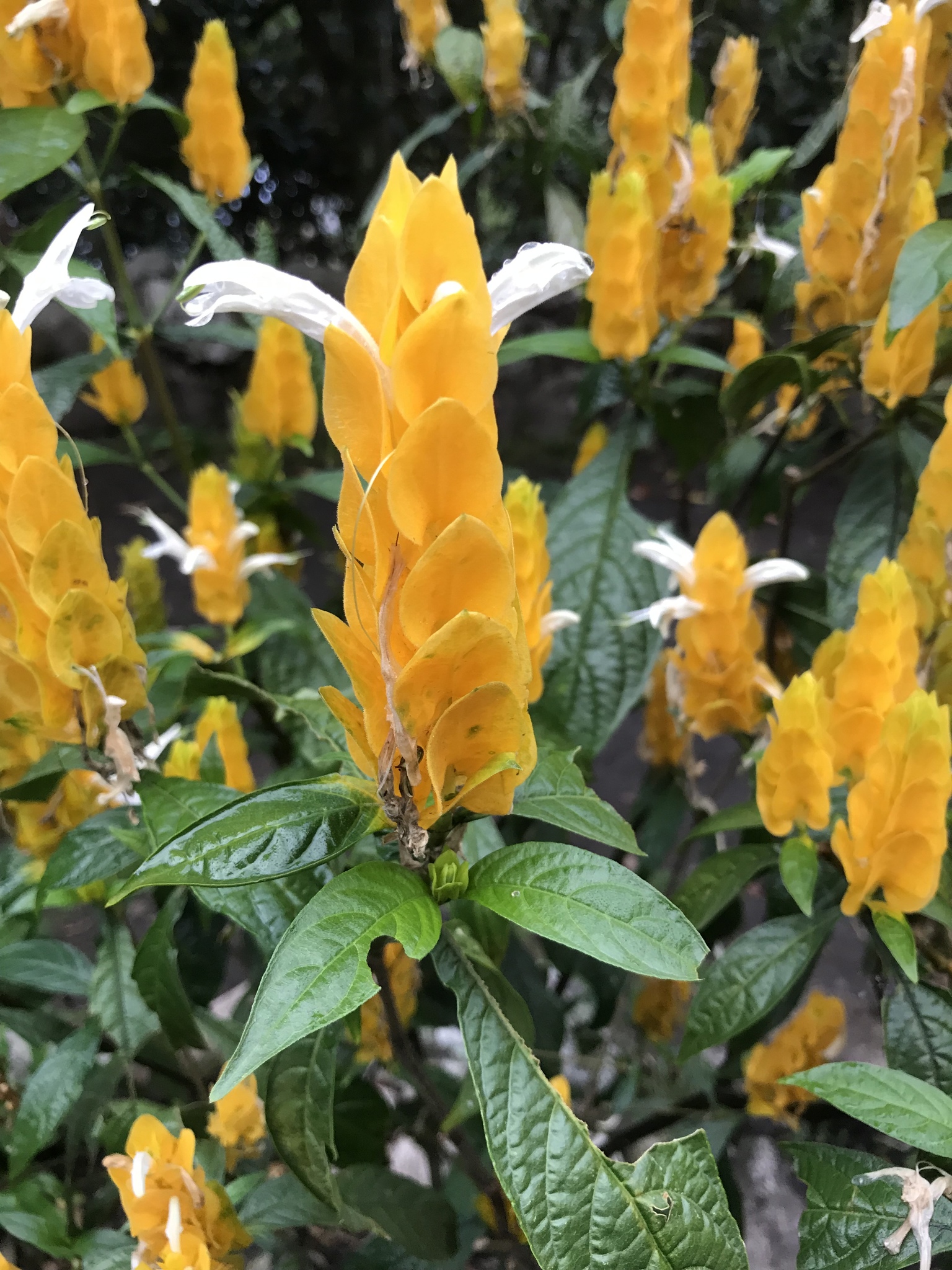 گل پاچی استاچی یاگل مشعلی زرد نام علمي Pachystachys Lutea خانواده Acanthaceae مجموعه تولیدی سیدوس ,تولید کننده گلدان پلاستیکی سیدوس