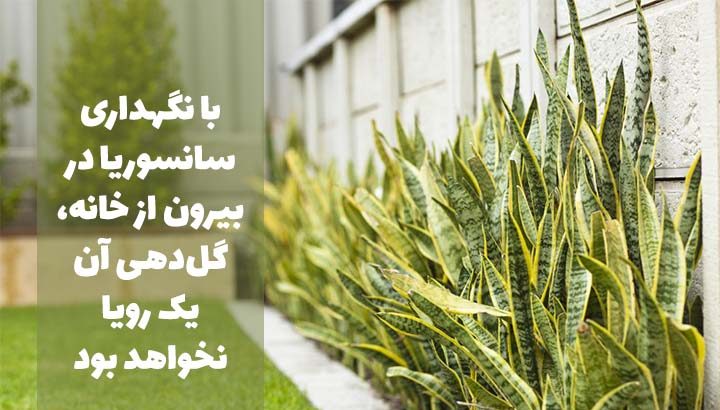 گل سانسوری,شمشیریSansevieria trifasciata 
مجموعه تولیدی سیدوس تولید کننده گلدان پلاستیکی سیدوس ,مانند گلدان استوانه ای پلاستیکی سیدوس