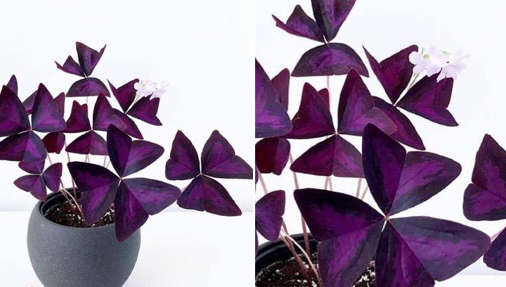 گل های آپارتمانی بنفش رنگPurple apartment flowers مجموعه تولیدی سیدوس ,تولید کننده گلدان پلاستیکی سیدوس ,بیش از 120نوع, اعم از گلدان استوانه ای پلاستیکی سیدوس,گلدان الماسی پلاستیکی سیدوس,گلدان مربعی پلاستیکی,گلدان مثلثی پلاستیکی,گلدان گرد پلاستیکی ,باکس مستطیلی,در اندازه های کاکتوسی تا درختچه ای