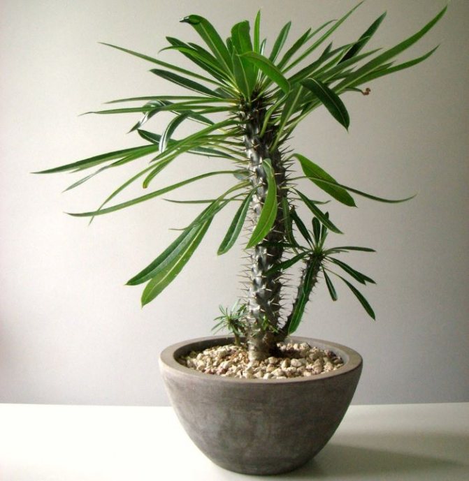 نخل ماداگاسکار وعلل پاجوش نزدن آنMadagascar Palm and Reasons for Not Growing It
مجموعه تولیدی سیدوس ,تولید کننده گلدان پلاستیکی سیدوس ,بیش از 120نوع, اعم از گلدان استوانه ای پلاستیکی سیدوس,گلدان الماسی پلاستیکی سیدوس,گلدان مربعی پلاستیکی,گلدان مثلثی پلاستیکی,گلدان گرد پلاستیکی ,باکس مستطیلی,در اندازه های کاکتوسی تا درختچه ای