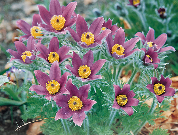 گل پولساتیلا (بادلرزان) (Pasque Flower)نام علمی: (Pulstatilla vulgaris)