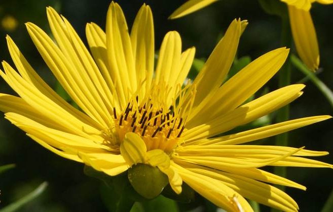 گل سیلفیومperfoliatum Silphium خانواده Asteraceae مجموعه تولیدی سیدوس ,تولید کننده گلدان پلاستیکی سیدوس