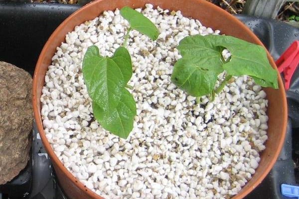 تکثیر گیاهان از طریق برگPropagation of plants through leaves
مجموعه تولیدی سیدوس ,تولید کننده گلدان پلاستیکی سیدوس ,بیش از 120نوع, اعم از گلدان استوانه ای پلاستیکی سیدوس,گلدان الماسی پلاستیکی سیدوس,گلدان مربعی پلاستیکی,گلدان مثلثی پلاستیکی,گلدان گرد پلاستیکی ,باکس مستطیلی,در اندازه های کاکتوسی تا درختچه ای