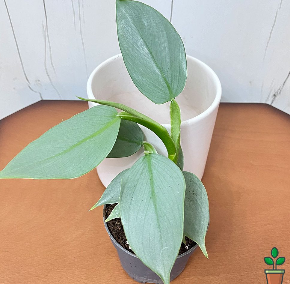 فیلودندرون ها وراز سرسبزی آنها در گلدان های سیدوسPhilodendrons and the secret of their lushness 
گلدان پلاستیکی  Plastic pot,  plastic vase مجموعه تولیدی سیدوس ,تولید کننده گلدان پلاستیکی سیدوس ,بیش از 120نوع, اعم از گلدان استوانه ای پلاستیکی سیدوس,گلدان الماسی پلاستیکی سیدوس,گلدان مربعی پلاستیکی,گلدان مثلثی پلاستیکی,گلدان گرد پلاستیکی ,باکس مستطیلی,در اندازه های کاکتوسی تا درختچه ای