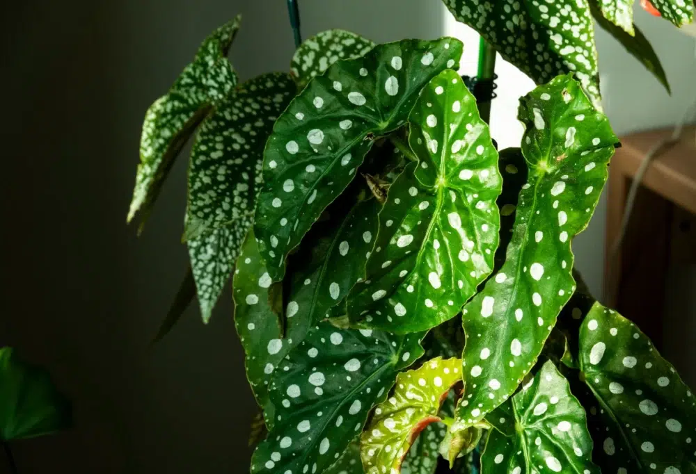 فیلودندرون ها وراز سرسبزی آنها در گلدان های سیدوسPhilodendrons and the secret of their lushness 
گلدان پلاستیکی  Plastic pot,  plastic vase مجموعه تولیدی سیدوس ,تولید کننده گلدان پلاستیکی سیدوس ,بیش از 120نوع, اعم از گلدان استوانه ای پلاستیکی سیدوس,گلدان الماسی پلاستیکی سیدوس,گلدان مربعی پلاستیکی,گلدان مثلثی پلاستیکی,گلدان گرد پلاستیکی ,باکس مستطیلی,در اندازه های کاکتوسی تا درختچه ای