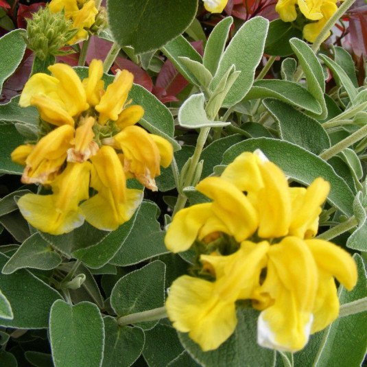 گیاه گوش بره زرد Phlomis aucheriمجموعه تولیدی سیدوس ,تولید کننده گلدان پلاستیکی سیدوس ,بیش از 120نوع, اعم از گلدان استوانه ای پلاستیکی سیدوس,گلدان الماسی پلاستیکی سیدوس,گلدان مربعی پلاستیکی,گلدان مثلثی پلاستیکی,گلدان گرد پلاستیکی ,باکس مستطیلی,در اندازه های کاکتوسی تا درختچه ای