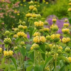 گیاه گوش بره زرد Phlomis aucheri مجموعه تولیدی سیدوس ,تولید کننده گلدان پلاستیکی سیدوس ,بیش از 120نوع, اعم از گلدان استوانه ای پلاستیکی سیدوس,گلدان الماسی پلاستیکی سیدوس,گلدان مربعی پلاستیکی,گلدان مثلثی پلاستیکی,گلدان گرد پلاستیکی ,باکس مستطیلی,در اندازه های کاکتوسی تا درختچه ای