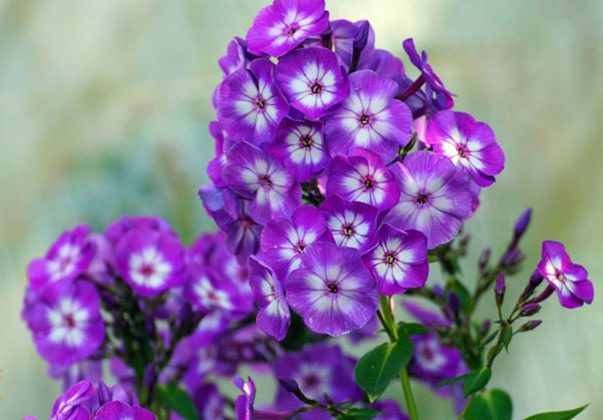 گل فلوکس Phlox Paniculata خانواده Polemoniaceae مجموعه تتولیدی سیدوس تولید کننده گلدان پلاستیکی سیدوس