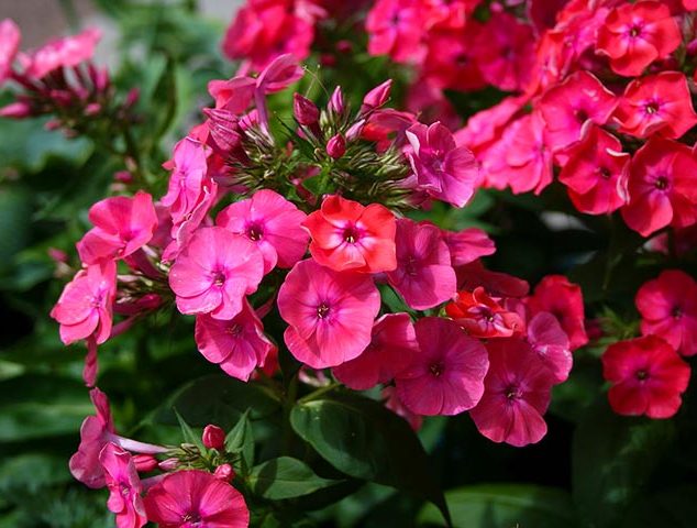 گل فلوکسPhlox Paniculata خانواده Polemoniaceae مجموعه تتولیدی سیدوس تولید کننده گلدان پلاستیکی سیدوس