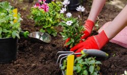 How to plant flowers in a plastic pot or garden (9 flowers)