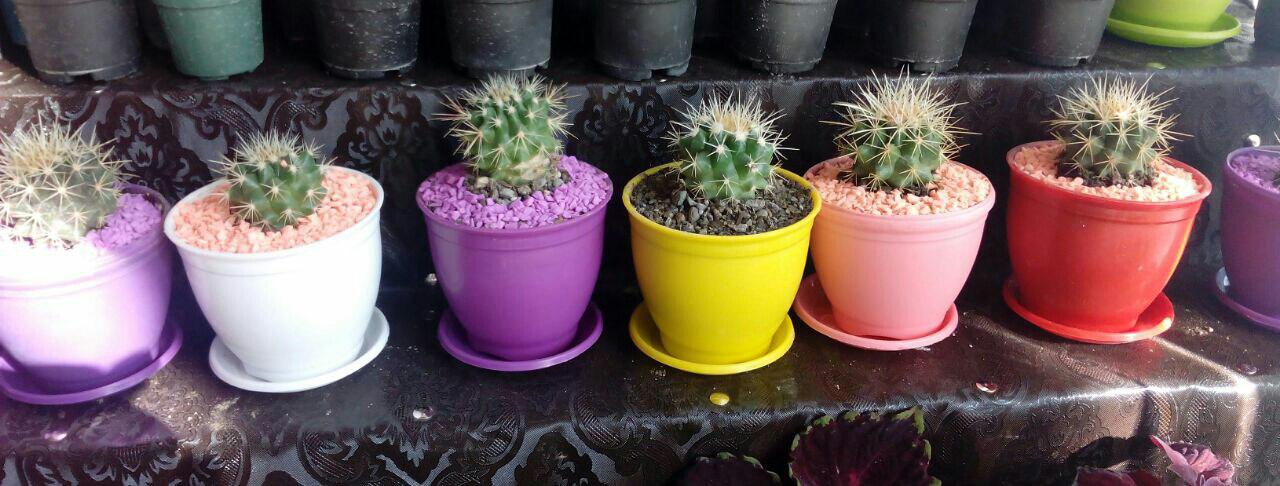 Sidus round plastic cactus pot
