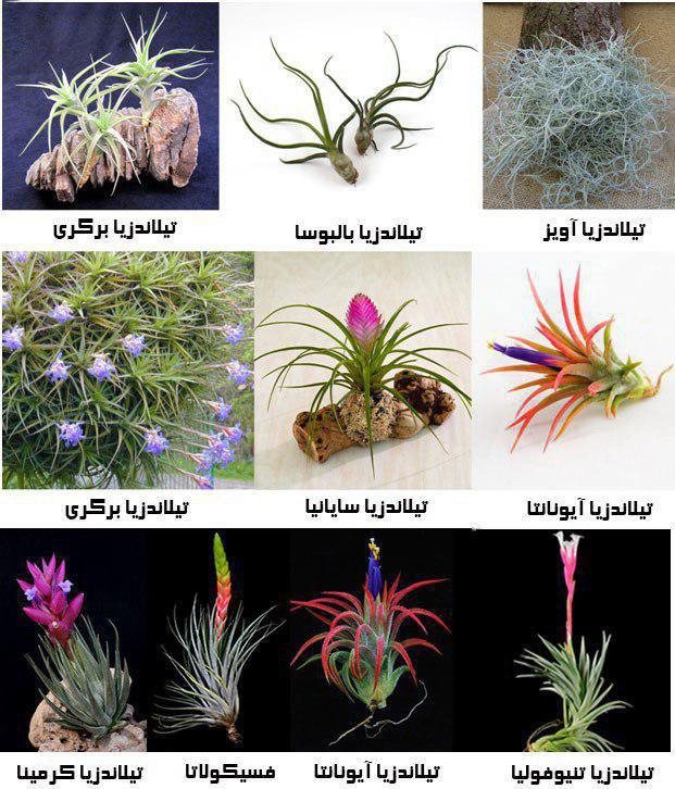 گیاه تیلاندسیا؛ گیاهی همیشه سبز و گل‌دار Tillandsia گیاه گل‌دار، همیشه‌سبز و چند‌ساله از خانواده Bromeliaceae یعنی آناناسیان است. مجموعه تولیدی سیدوس تولید کننده گلدان پلاستیکی سیدوس