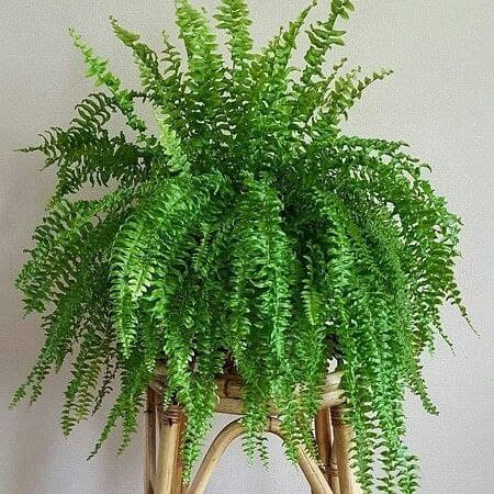 سرخس استرالیایینام علمی: Cyathea cooper
خانواده: فنجانکیان
بومی: استرالیا
نام‌های مرسوم: سرخس استرالیایی، سرخس توری
مجموعه تولیدی سیدوس ,تولید کننده گلدان پلاستیکی سیدوس ,بیش از 120نوع, اعم از گلدان استوانه ای پلاستیکی سیدوس,گلدان الماسی پلاستیکی سیدوس,گلدان مربعی پلاستیکی,گلدان مثلثی پلاستیکی,گلدان گرد پلاستیکی ,باکس مستطیلی,در اندازه های کاکتوسی تا درختچه ای