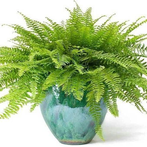 سرخس استرالیایینام علمی: Cyathea cooper
خانواده: فنجانکیان
بومی: استرالیا
نام‌های مرسوم: سرخس استرالیایی، سرخس توری
مجموعه تولیدی سیدوس ,تولید کننده گلدان پلاستیکی سیدوس ,بیش از 120نوع, اعم از گلدان استوانه ای پلاستیکی سیدوس,گلدان الماسی پلاستیکی سیدوس,گلدان مربعی پلاستیکی,گلدان مثلثی پلاستیکی,گلدان گرد پلاستیکی ,باکس مستطیلی,در اندازه های کاکتوسی تا درختچه ای