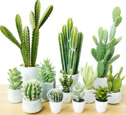 کاکتوس مناسب منزل (25پیشنهاد) Cactus suitable for home (25 suggestions) مجموعه تولیدی سیدوس , تولید کننده گلدان پلاستیکی سیدوس