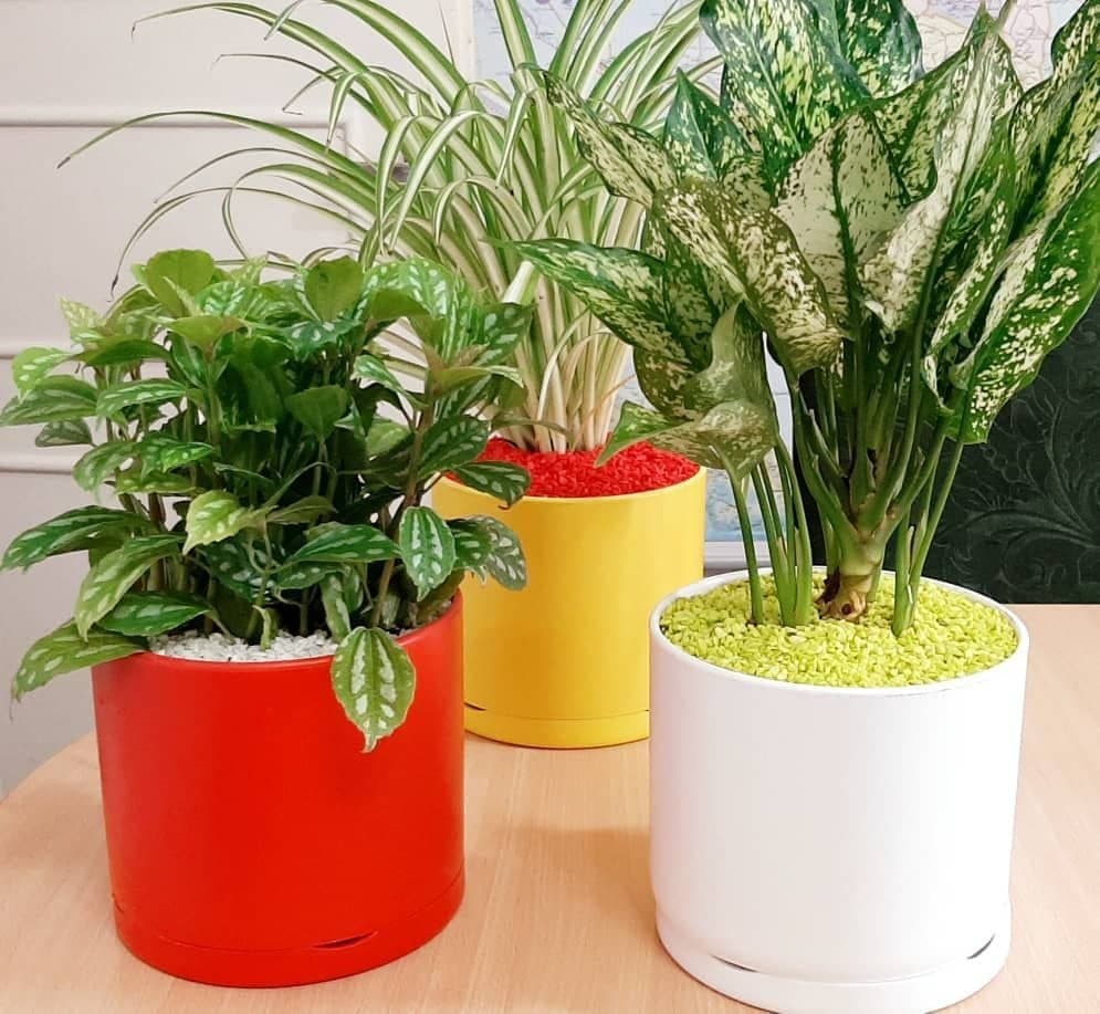 گلدان پلاستیکی استوانه ای سیدوسCylindrical plastic pot Sidoos
مجموعه تولیدی سیدوس ,تولید کننده گلدان پلاستیکی سیدوس ,بیش از 120نوع, اعم از گلدان استوانه ای پلاستیکی سیدوس,گلدان الماسی پلاستیکی سیدوس,گلدان مربعی پلاستیکی,گلدان مثلثی پلاستیکی,گلدان گرد پلاستیکی ,باکس مستطیلی,در اندازه های کاکتوسی تا درختچه ای