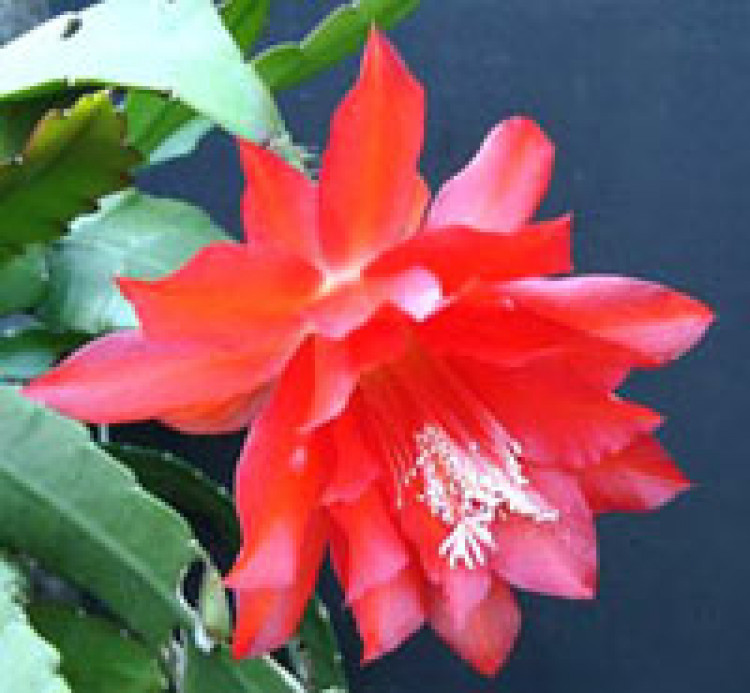 گل فیلوکاکتوس یا اپی‌فیلوم (Epiphyllum)، گونه‌ای از گیاهان اپی فیت و از خانواده کاکتوس‌ها (Cactaceae)، بومی آمریکای مرکزی و آمریکای جنوبی است.مجموعه تولیدی سیدوس,تولید کننده گلدان پلاستیکی سیدوس