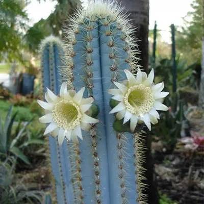 کاکتوس برگ دار Cactus with leaves (19 types) مجموعه تولیدی سیدوس تولید کننده گلدان پلاستیکی سیدوس