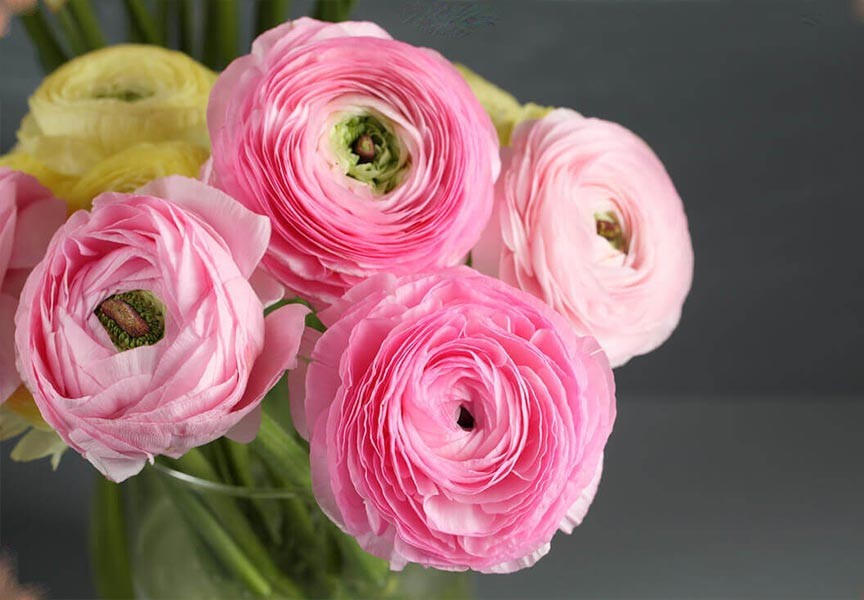 گل آنمون در گلدان پلاستیکی سیدوس Anemone flower in a plastic pot Sidoos گلدان پلاستیکی Plastic pot, plastic vase مجموعه تولیدی سیدوس ,تولید کننده گلدان پلاستیکی سیدوس ,بیش از 120نوع, اعم از گلدان استوانه ای پلاستیکی سیدوس,گلدان الماسی پلاستیکی سیدوس,گلدان مربعی پلاستیکی,گلدان مثلثی پلاستیکی,گلدان گرد پلاستیکی ,باکس مستطیلی,در اندازه های کاکتوسی تا درختچه ای