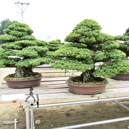 بونسای های عجیب و گرانبها در دنیاStrange and precious bonsai in the world
مجموعه تولیدی سیدوس ,تولید کننده گلدان پلاستیکی سیدوس ,بیش از 120نوع, اعم از گلدان استوانه ای پلاستیکی سیدوس,گلدان الماسی پلاستیکی سیدوس,گلدان مربعی پلاستیکی,گلدان مثلثی پلاستیکی,گلدان گرد پلاستیکی ,باکس مستطیلی,در اندازه های کاکتوسی تا درختچه ای