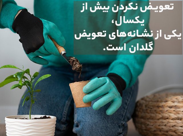 تعویض گلدان Change the pot مجموعه تولیدی سیبدوس تولید کننده گلدان پلاستیکی سیدوس اعم از گلدان استوانه ای پلاستیکی